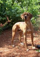 Portugiesischer Vorstehhund - Perdigueiro Portugu�s